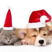 Fundraising Page: Jenny Nicopolis